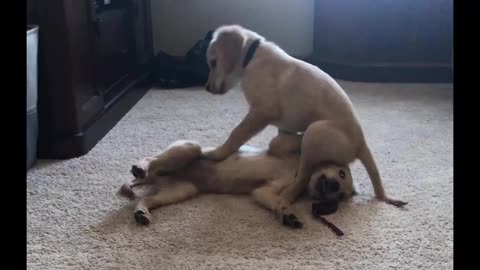 Puppy sits on his sister’s head