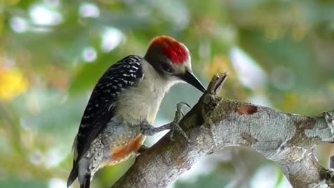 Red Crowned Woodpecker bird