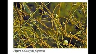 Herbal Bonus 5 Cassytha filiformis/Love Vine Herbalism