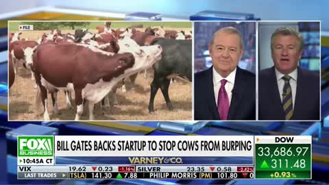 Bill Gates Backs Startup to Stop Cows From Burping