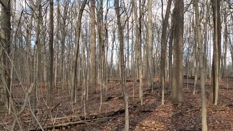 Southeast Michigan Forest in February