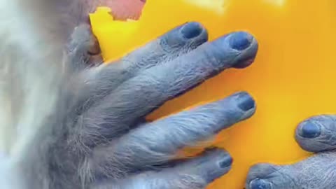 monkey funny video