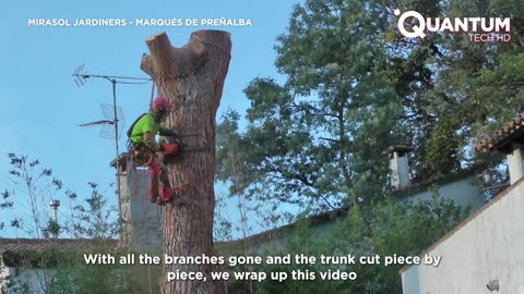 Cutting Down a Giant Pine Tree 60 Years Old & 20 Meters Tall | by @jrebollogalceran