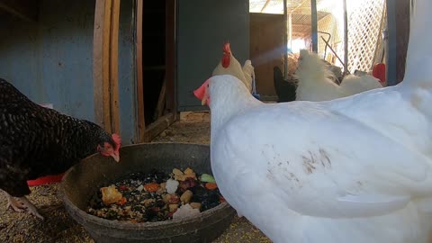 Backyard Chickens Relaxing Video Sounds Noises Hens Clucking Roosters Crowing!