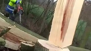 Arborist Reacts to Unpredictable Falling Tree