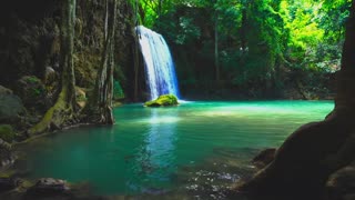 Rainforest Sound, Relaxing Sounds, White Noise for Sleep and Relaxation