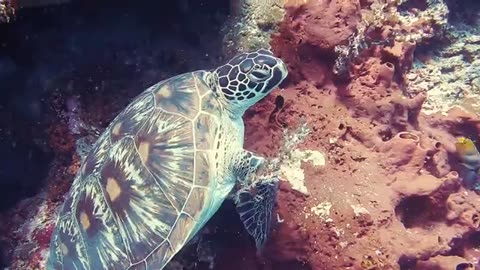 Amazing Turtle