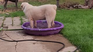 Nani loves her pool