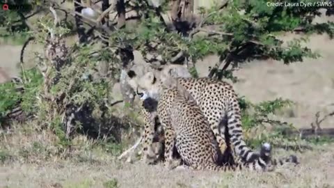 Cheetah cubs play with a gazelle - before a BABOON steals it | SWNS