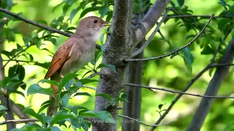 Singing nightingale. The best bird song