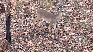 Fawn eating acorns