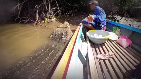 Human friendship with estuarine crocodiles