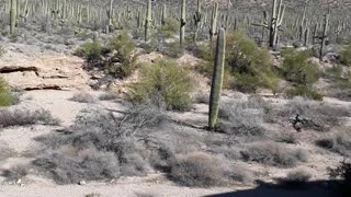 Saguaro National Park with the thousands of Cactuses, is truly beautiful. Tucson