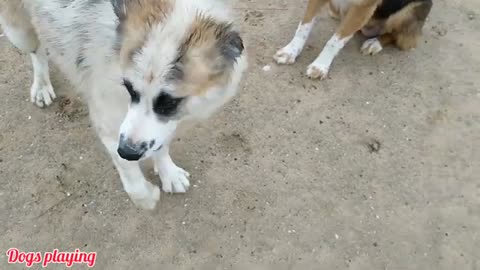 playing with owner #hunting#hunting dog #dog playing moments #dogs