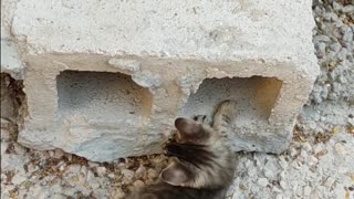 Kittens Playing