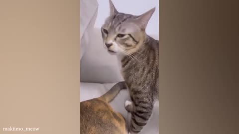 Funny cat videos. Funny animal videos