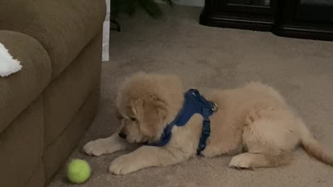 Cute puppy playing with a ball