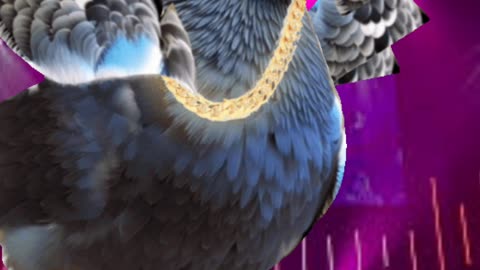 Ice cube wants to be a pigeon?