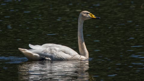 The Bewick’s Swan: Close Up HD Footage (Cygnus columbianus bewickii)