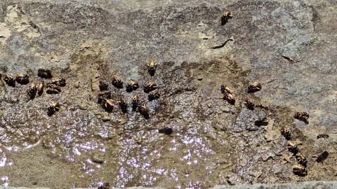 Small bees drinking from a small puddle by a river.