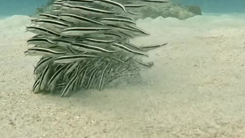 Beautiful fish underwater