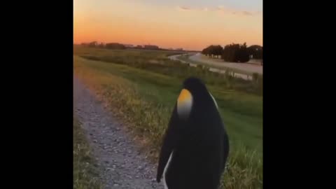 Penguin thinks he is Guts