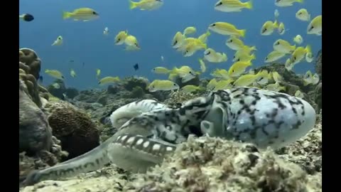 Small Ukrainian Fish Fighting an Octopus