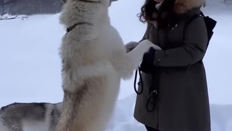 Howling with a Gigantic White Wolf