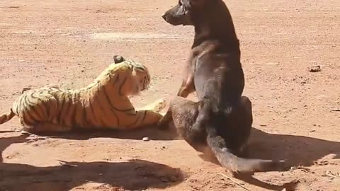 fake Lion and Fake Tiger Prank To dog & Huge Box Prank to dog So Funny