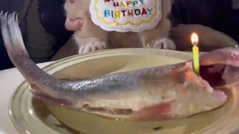 #cat #birthday celebration 🎉🎊