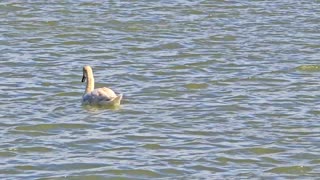 Swans in the river / Some swans enjoy the windy weather / A swan has a broken leg.