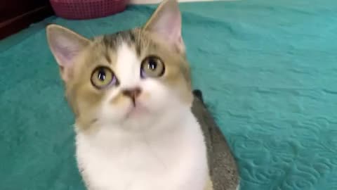 Cute Kittens - Funny and Cute Cat