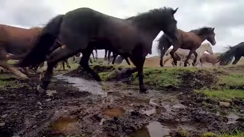 Beautiful horse race
