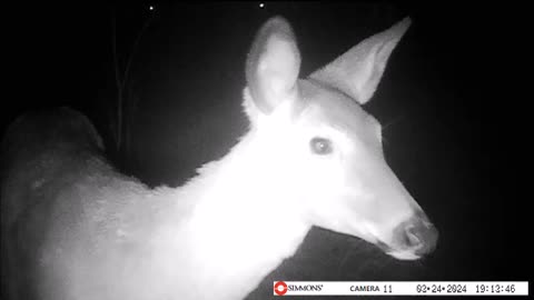 Backyard Trail Cams - Injured Buck and Doe Seeking Close up