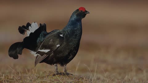 The Black Grouse: Close Up HD Footage (Tetrao tetrix)