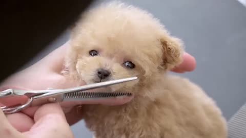 Funniest cutest puppies grooming