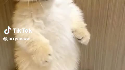 Funny Cat videos