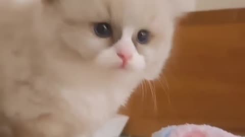Fanny cat videos | kitty cat video | Cute cat videos | Pet Animal video | Kittycat