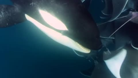 Orca swimming with stingrays