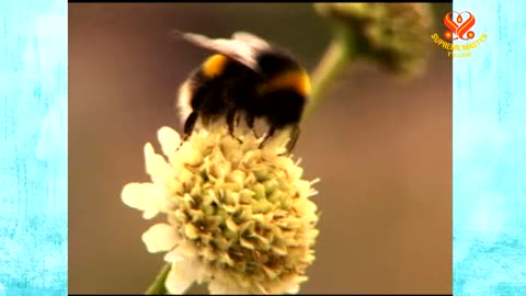 -Bees-in-Decline- vegan viral