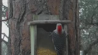 Red-bellied woodpeckers this afternoon. Beautiful way to end the work week.