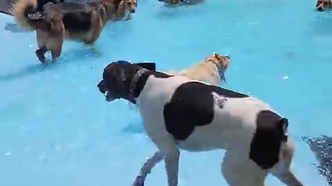 Pool Day for the Pups -- ViralHog