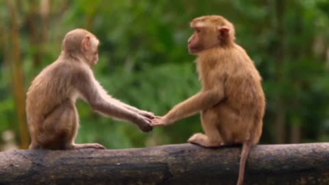 Funniest Monkey cute and funny monkey videos Full HD