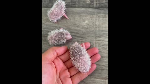 Mommy Hedgehog Giving Birth To Five Cute Babies,