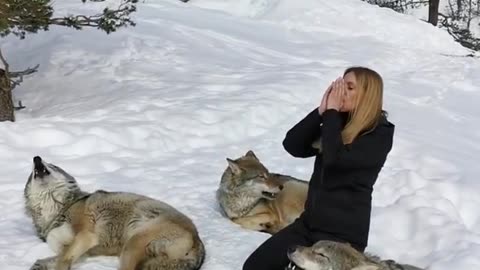 Girl howls with Wolves in Norway