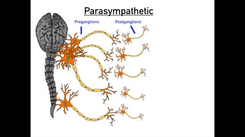 Autonomic Nervous System_ Sympathetic and Parasympathetic [Step-by-Step Guide]