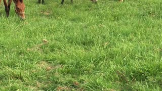 Horse, Mule and a curious Puppy :)