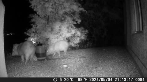 Earlier family of Javelinas, baby gets his drink the old fashioned way
