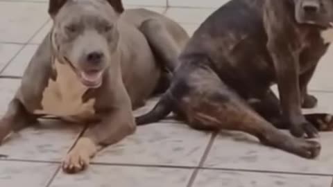 Big Dogs vs Puppy 😂 Dog Video Funny