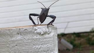 Huge Crazy Looking Bug Almost Killed Me! Wait for It!